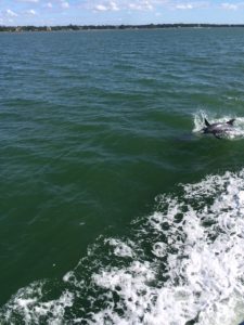 Dolphin swimming in Gulf of Mexico